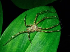 Pandercetes