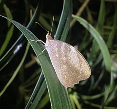 Heteronympha mirifica