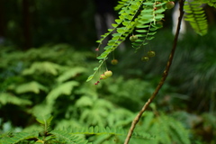 Phyllanthus chekiangensis