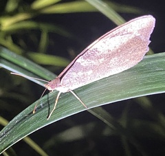 Heteronympha mirifica