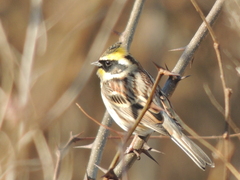 Emberiza elegans