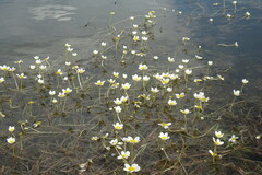 Ranunculus subrigidus