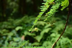 Phyllanthus chekiangensis