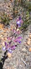 Salvia albicaulis