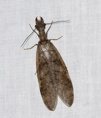 Corydalus peruvianus