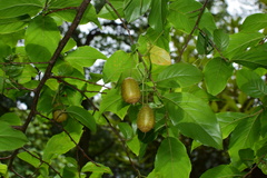 Sinojackia sarcocarpa