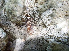 Ancylocaris brevicarpalis