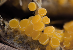 Byssonectria terrestris