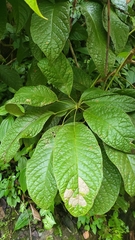 Schefflera