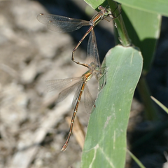 Lestes virens vestalis