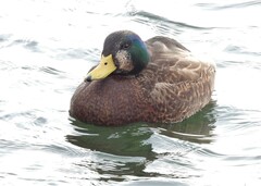 Anas rubripes × platyrhynchos