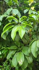 Schefflera