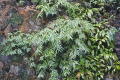 Pentasachme caudatum