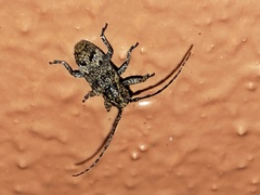Prosoplus bankii