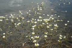 Ranunculus subrigidus