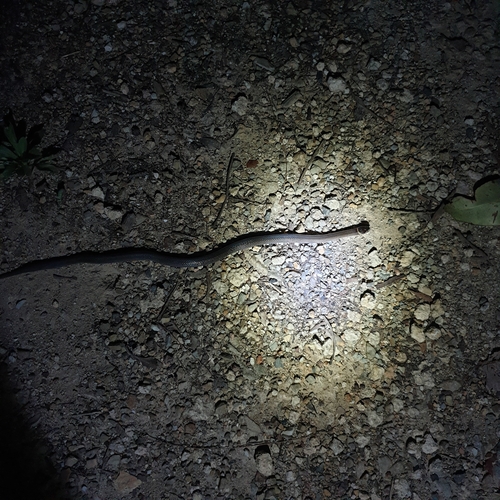Dwarf Crowned Snake, Cacophis krefftii