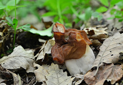 Gyromitra fastigiata