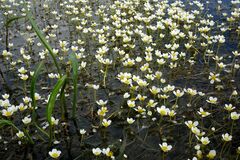 Ranunculus subrigidus