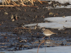 Charadrius placidus