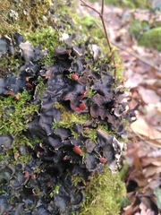 Peltigera horizontalis