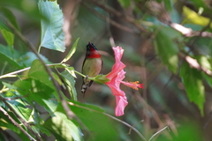 Aethopyga christinae