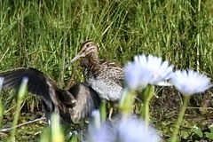 Gallinago hardwickii