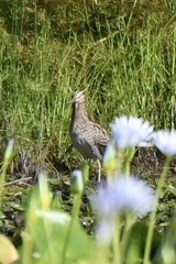 Gallinago hardwickii