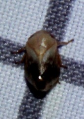 Clastoptera achatina