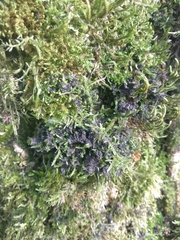 Scytinium lichenoides