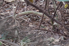 Urosphena squameiceps