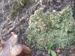 Cladonia caespiticia