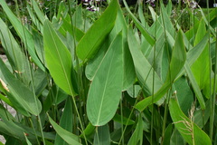 Thalia dealbata