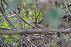 Turdus hortulorum