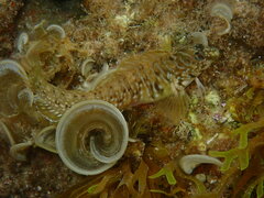 Salaria pavo