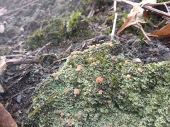 Cladonia caespiticia