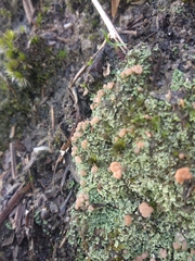 Cladonia caespiticia