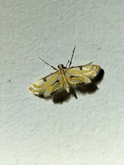 Tetrernia teminitis
