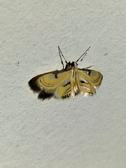 Tetrernia teminitis