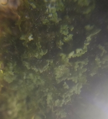 Cladonia caespiticia