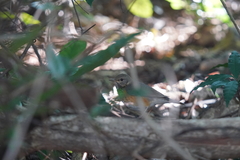 Turdus hortulorum