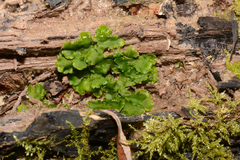 Dermatocarpon luridum