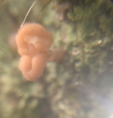 Cladonia caespiticia