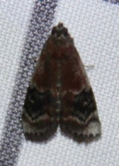 Euzophera semifuneralis