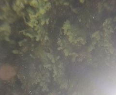 Cladonia caespiticia