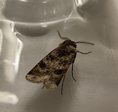 Heliothis punctifera