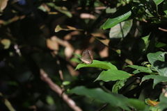 Tanaecia pelea