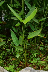 Thalia dealbata