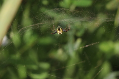 Cyrtophora cylindroides