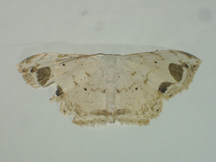 Scopula butleri