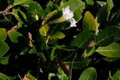 Tabebuia pallida